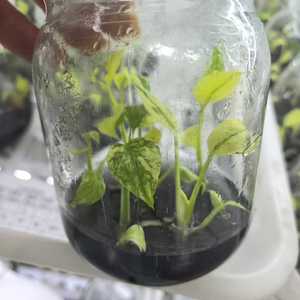 稀有龟背竹杂色组织培养植物 - 3-5厘米，实验室栽培，独特的收藏级叶材，经过植物认证 - Product Image 2