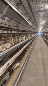 Nieuwe Staat H-Type Kippenhok Ei-Leggende Kippenkooi Kwartel Kippenbatterij Kooi Voor Pluimveebedrijf En Thuisgebruik In Zambia - Product Image 3