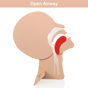 मुख्य खंड मॉडल पहली सहायता cpr प्रशिक्षण के लिए cpr प्रशिक्षण cpr manquin मैनिकिन मैनीकी प्रशिक्षण मैनिकिन मैनीकी प्रशिक्षण मैनिकिन मकीकी प्रशिक्षण मैनिकिन मकीइन - Product Image 6