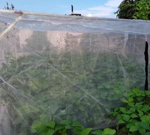 100-150 <span class=keywords><strong>Filet</strong></span> anti-insectes anti-thrips en maille-Spécialisé <span class=keywords><strong>pour</strong></span> les plantations de jardins potagers <span class=keywords><strong>Filet</strong></span> anti-insectes - Product Image 6