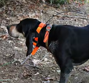 Antena de 58 cm para Rastreador GPS VHF, Collar de Rastreo GPS para Perros, Compatible con Garmin T5, TT10, TT15, T5Mini, DC30, DC40, DC50, para Caza y Rastreo - Product Image 5