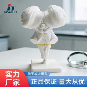 Modèle amplifié du tronc cérébral de Qinghua : Une démonstration et une analyse de l'enseignement médical du tronc cérébral dans les écoles secondaires et supérieures - Product Image 4
