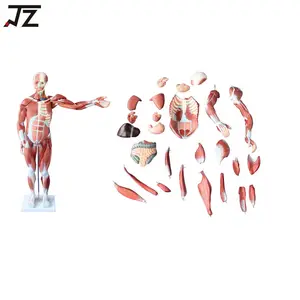 의료 과학 교육 교육 80CM 인간의 남성 근육 모델 27 부품 인간의 뼈 해부학 모델