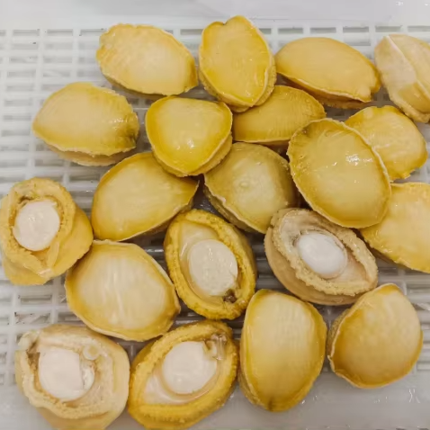 Good Quality Fresh Frozen Abalone Meat Abalone Meat