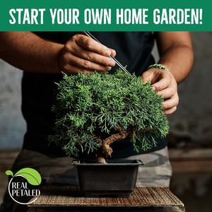 Kit de Inicio para Bonsái, Set Japonés de Bonsái con Árbol, 7 Herramientas y Macetas para el Hogar u Oficina, Regalo para Amantes de las Plantas, para Hombres y Mujeres - Product Image 6