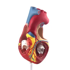 人間の心臓の解剖学的モデルの拡大版を備えたSciedu人間の解剖学的モデル