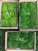Offre Spéciale : Fleurs Décoratives, Mousse Naturelle, Herbe Séchée Verte, Accessoires DIY Préservés, Ornement de Mariage, Décoration de Jardin, Artisanat