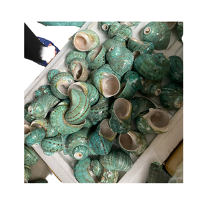 Listo para Enviar: Conchas Naturales Tridimensionales, Piezas de Concha en Forma de Flor, Accesorios para Manualidades, Decoración para Peceras - Product Image 3