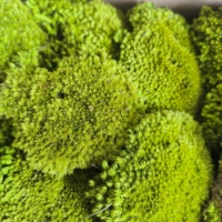 Yunnan Exportateur En Gros De Haute Qualité Intérieur Écologique Préservé Stabilisé Coussin Pôle Mousse pour La Maison Décoration Quotidienne