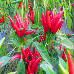 جودة التصدير ، الفلفل الأحمر المجفف على الطراز الهندي متوفر بسعر الجملة من المصدر الهندي - Product Image 1