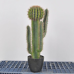 Piante di Cactus Artificiali di Alta Qualità in Diverse Dimensioni, Succulente Realistiche per Merchandising Visivo Commerciale e Scenografie per Banchetti - Product Image 3