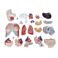 Modelo de Torso Humano de Simulación de Plástico de 85 cm para Educación Médica, Unisex, con 23 Partes
