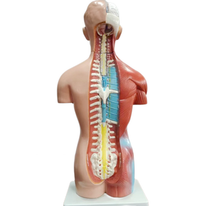 DARHMMY 42厘米无性别人体躯干模型18部分医学解剖模型 - Product Image 2