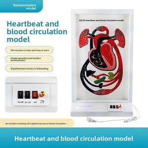 Modelo Anatômico de Batimento Cardíaco e Circulação Sanguínea - Modelo de Ensino Biológico Vendas Diretas de Fábrica - Product Image 2