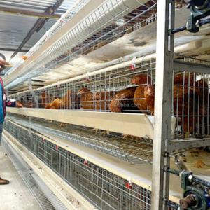Jaula para <span class=keywords><strong>animales</strong></span> <span class=keywords><strong>de</strong></span> aves <span class=keywords><strong>de</strong></span> corral tipo H profesional galvanizado huevo gallina pollo jaulas capa jaula para pollos con cinturón Manual <span class=keywords><strong>de</strong></span> eliminación <span class=keywords><strong>de</strong></span> estiércol - Product Image 1