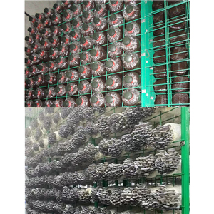 Anti Corrosion Mushroom Growing Shelf Galvanized Steel Multi Layer Structure Edible Fungus <b>Cultivation</b> System - Product Image 2
