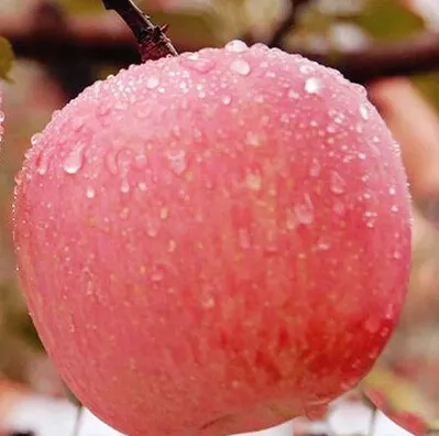 Çin yayla kırmızı Fuji elması Aba Maowen tatlı elma