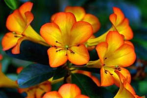 BEESTAR, gran oferta, botellas de Miel pura de selva tropical mexicana, Envasado de miel líquida para fabricantes de té y bebidas - Product Image 6