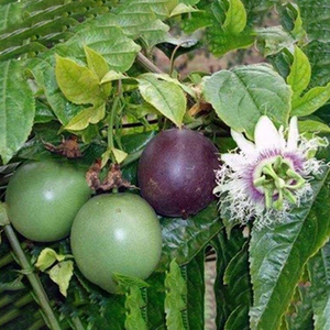 Poudre d'extrait de fleur de la <span class=keywords><strong>passion</strong></span> bio 10:1 Supplément naturel pur à base de plantes de qualité alimentaire Commande minimum 1kg - Product Image 4