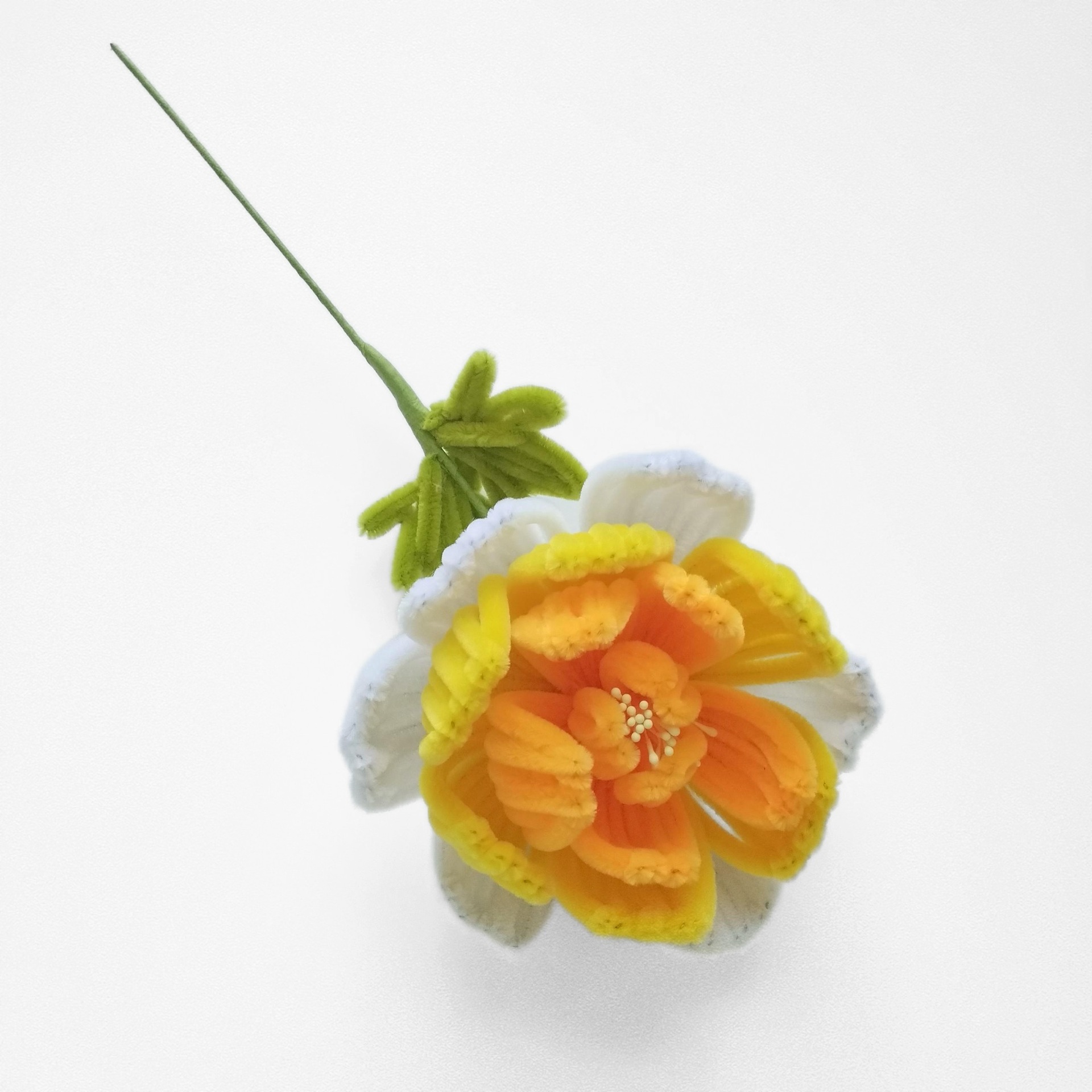 Peonia singola finita con sfumatura di colore giallo