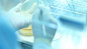 Alta Qualidade Tailandês Adulto Saúde Intestinal JU LIN C Simbiótico Natural Cricket Em Pó Extrato Por Atacado Animal Suplemento - Product Image 4