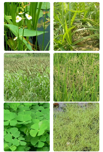 Mefenacet 50% WP Rice Seedling Throwing Field Barnyard Grass Systemic Selective Rice Safe Agriculture <strong>Herbicide</strong> - Product Image 2