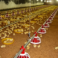 Equipo Automático para Línea de Alimentación de Aves de Corral, Sistema de Alimentación de Pollos con Transportador