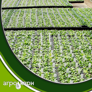 Siêu linh hoạt 104-<span class=keywords><strong>Cell</strong></span> cây giống nhiệm vụ nặng nề nông nghiệp nhựa ươm Khay cho đa-mùa sử dụng 4 biến thể - Product Image 6