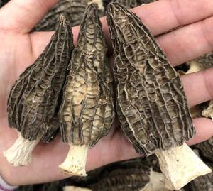 Fornecimento de fábrica de cogumelos pretos crus de morel selvagem, cogumelos secos de morel, cogumelos secos com preço - Product Image 6