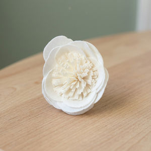 Diffuseur de roseaux séchés en bois de Sola de Thaïlande, 5 cm, pour décoration intérieure, fleurs artificielles blanches, écologiques, cadeaux de mariage, vente en gros - Product Image 3