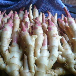 Bio-engrais Avantages Fabricant Duolaisa Engrais organique Contrôle principal Durcissement du sol Biotechnologie - Product Image 1