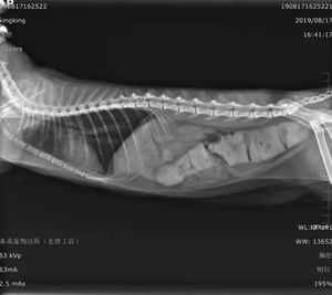動物とペットのための獣医専用モバイル高周波デジタルX線装置ポータブルDR装置 - Product Image 2