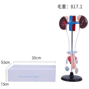 Umfassendes anatomisches Modell des männlichen Harnsystems mit Details über Blase und Harnleiter, PVC-Material, langlebiges Lehrmittel für die medizinische Wissenschaft - Product Image 5