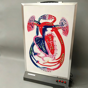 Modèle <span class=keywords><strong>de</strong></span> circulation sanguine SCIEDU pour l'enseignement <span class=keywords><strong>de</strong></span> la biologie au collège – Instrument pédagogique sur la circulation cardiaque et la circulation sanguine - Product Image 2
