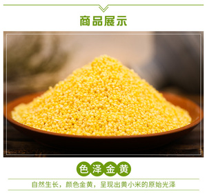 Millet jaune décortiqué biologique non-OGM de Chine - Grain sec nutritif pour la bouillie/la pâtisserie (approvisionnement en vrac) - Product Image 2