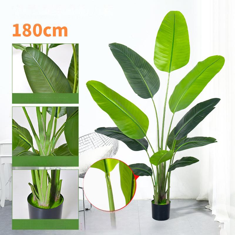 180cm With black plastic flowerpot