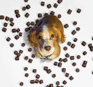 Etiqueta privada 8 1 Multivitamínico Masticables suaves <span class=keywords><strong>para</strong></span> <span class=keywords><strong>perros</strong></span> Gatos Glucosamina Aceite de salmón Vitaminas infundidas Trata Suplementos <span class=keywords><strong>para</strong></span> el cuidado de la salud - Product Image 5