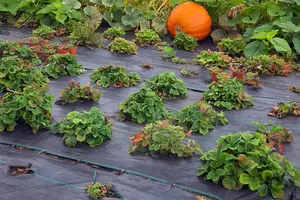 Landwirtschaft Unkraut bekämpfung schwarze Unkraut matte Bodendecker, Garten Anti Unkraut Matte Gewächshaus Stoff