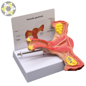 Modelo Anatómico Femenino de Alta Calidad, Órganos <span class=keywords><strong>Genitales</strong></span> <span class=keywords><strong>Internos</strong></span> (Útero), Diseño Correcto, Material de PVC, Tamaño de 20 cm, para Uso Médico - Product Image 2