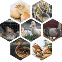 Incubateur d'œufs automatique Farm Use1848 pour poulets, canards, cailles, oies, autruches, éclosion d'œufs 220v, incubateur et machine à éclore pour poulets