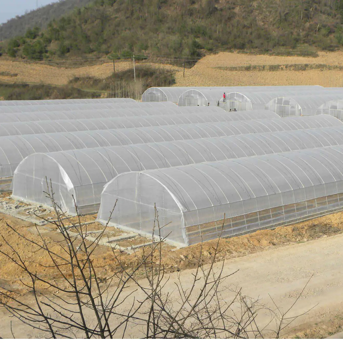 Single Span Wholesale professional agricultural tunnel greenhouse