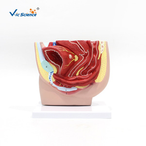 Modèle d'anatomie sagittale pelvienne féminine, modèle du système urogénital, modèle médical d'anatomie humaine en section sagittale médiane - Product Image 1
