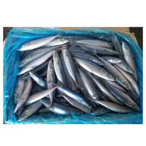 Ikan makarel frozen pacific pabrikan X118 120-150g ikan makerel ikan BQF ikan macarel frozen pacific
