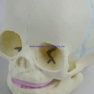 Modelo de Cráneo Infantil, Cráneo de Bebé, Ayuda Didáctica, Demostración de Mandíbula, Anatomía Esquelética Humana, Modelo Anatómico PNT-0160 - Product Image 3