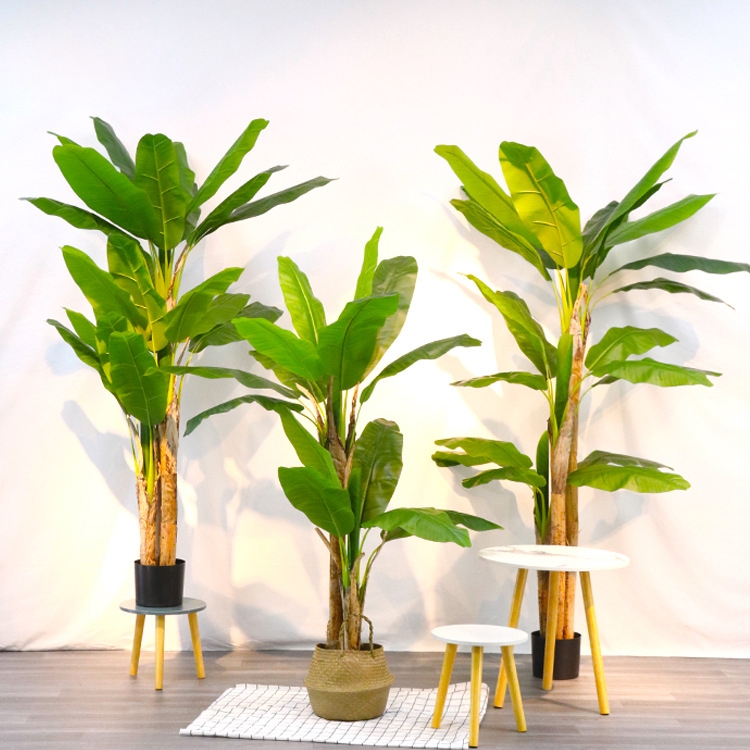 Banana Tree 16#