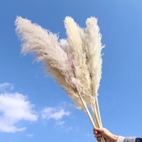 Paket Kustom Rumput Pampas Kering Pink Putih Beige Besar Mengembang Alami Dekorasi Pernikahan Bunga Kering Terawetkan Rumput Pampas