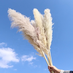Pampa all'ingrosso decorazione di <span class=keywords><strong>erba</strong></span> fiori secchi decorazione di nozze fiori immortali oggetti di scena di tiro grande pampa <span class=keywords><strong>erba</strong></span> - Product Image 4