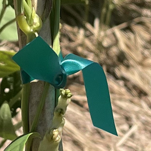 Ruban de ligature extérieur réutilisable 1''*150ft*6mil, le plus vendu, souple et durable, pour vignes et tomates - Product Image 4