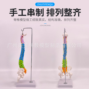 Modelo de Columna Vertebral Humana de 45 cm con Pelvis, Fémur, Coxis, Vértebras Lumbares y Cervicales (Tipo Colgante) - Product Image 2