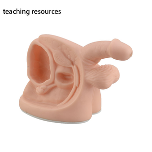 Kích Thước Cuộc Sống Cơ Quan Sinh Dục Nhân Tạo Dương Vật Nam Mô Hình Cơ Quan Sinh Sản Bên Trong Và Bên Ngoài - Product Image 1